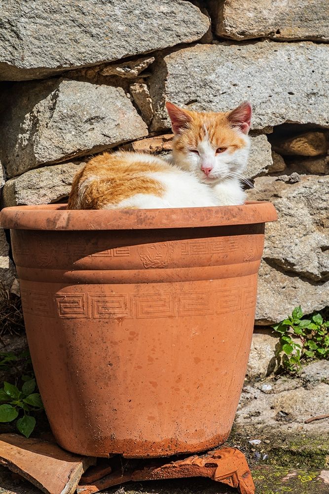 Messina Province-Montalbano Elicona Orange and white cat in terra cotta planter pot